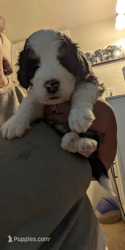 Maverick  – Bernedoodle puppy for sale in Pueblo West, CO