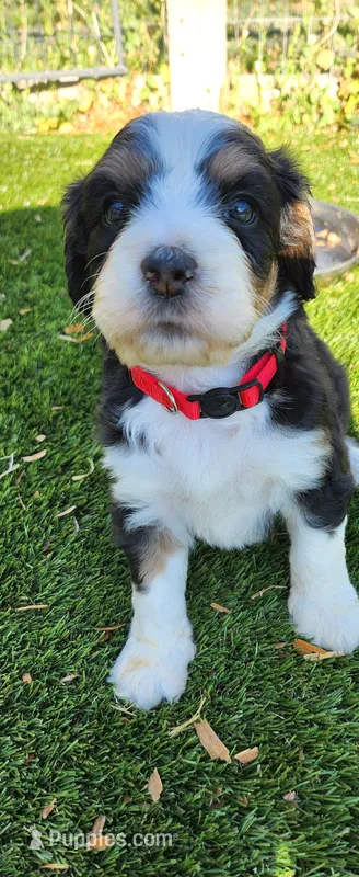 Hazel  – Bernedoodle puppy for sale in Pueblo West, CO