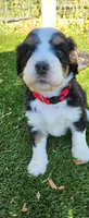 Hazel , a female Bernedoodle for sale in Pueblo West, CO – 6 of 10