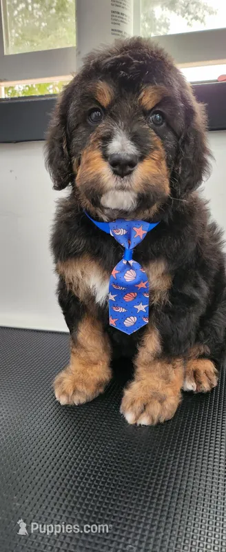 Oakley  – Bernedoodle puppy for sale in Pueblo West, CO