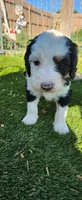 Aspin, a female Bernedoodle for sale in Pueblo West, CO – 5 of 9