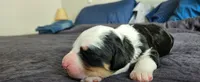 Aspin, a female Bernedoodle for sale in Pueblo West, CO – 3 of 6