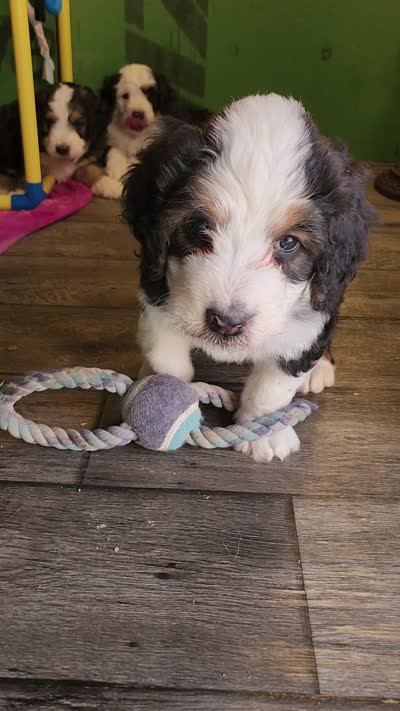 Maverick , a male Bernedoodle for sale in Pueblo West, CO – 8 of 9