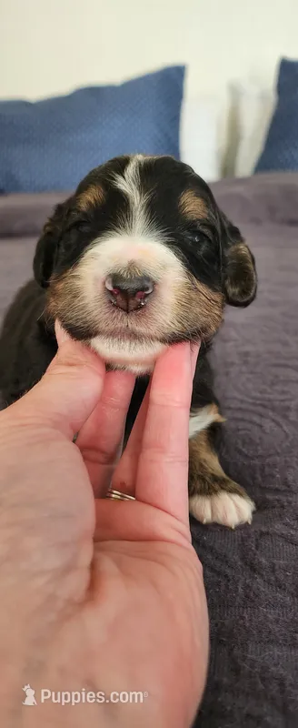 Willow – Bernedoodle puppy for sale in Pueblo West, CO