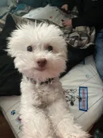 Honey, a female Bichon Frise and Poodle - Miniature  for sale in Easton, PA – 2 of 2