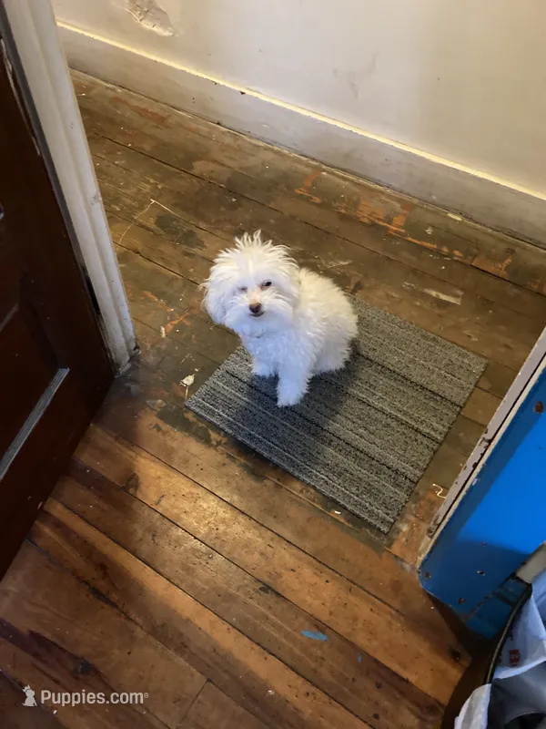 Honey – Bichon Frise, Poodle - Miniature  puppy for sale in Easton, PA