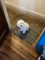 Honey, a female Bichon Frise and Poodle - Miniature  for sale in Easton, PA – 1 of 2