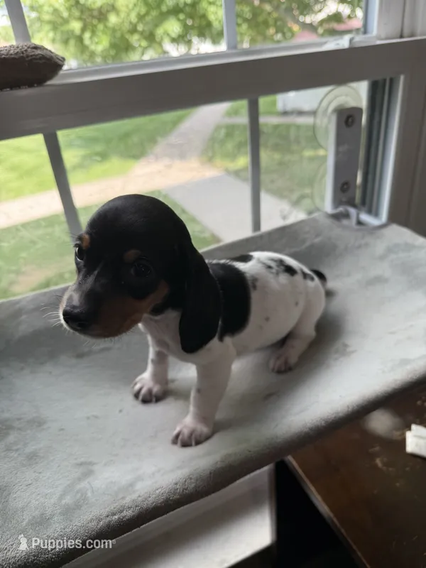 Jessie – Miniature Dachshund puppy for sale in Hackettstown, NJ