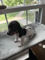 Jessie, a female Miniature Dachshund for sale in Hackettstown, NJ – 1 of 5