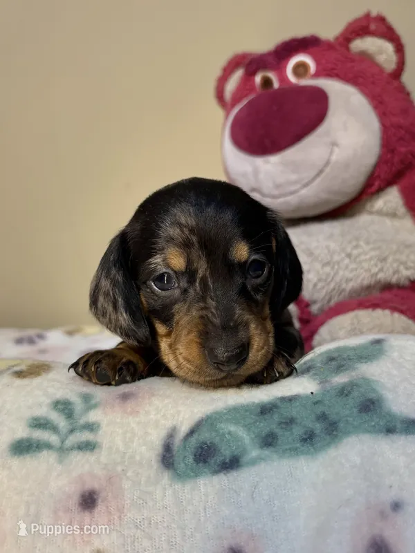 Dolly – Miniature Dachshund puppy for sale in Hackettstown, NJ