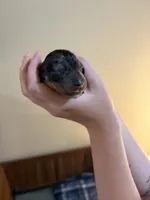 Dolly, a female Miniature Dachshund for sale in Hackettstown, NJ – 2 of 2