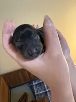 Lotso, a male Miniature Dachshund for sale in Hackettstown, NJ – 2 of 2