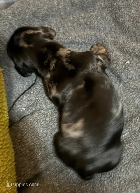 Dolly – Miniature Dachshund puppy for sale in Hackettstown, NJ
