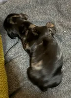 Dolly, a female Miniature Dachshund for sale in Hackettstown, NJ – 1 of 2