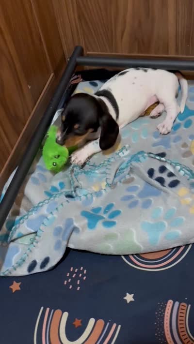 Jessie, a female Miniature Dachshund for sale in Hackettstown, NJ – 5 of 5