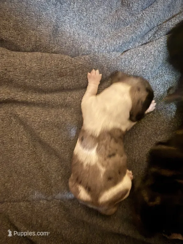 Bo Peep – Miniature Dachshund puppy for sale in Hackettstown, NJ