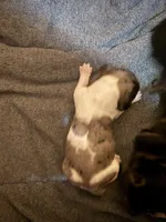 Bo Peep, a female Miniature Dachshund for sale in Hackettstown, NJ – 2 of 2
