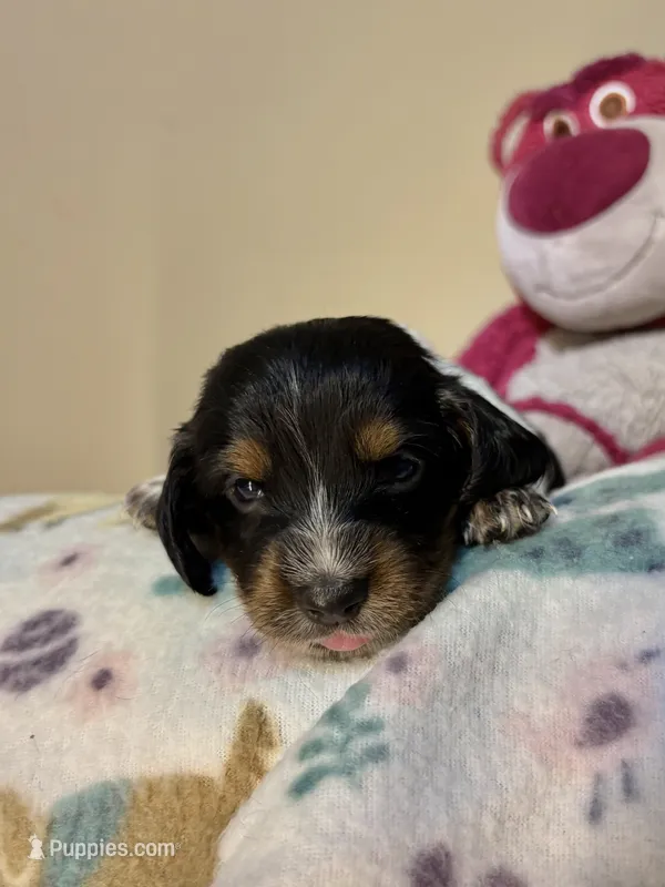 Bullseye – Miniature Dachshund puppy for sale in Hackettstown, NJ