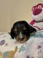 Bullseye, a male Miniature Dachshund for sale in Hackettstown, NJ – 1 of 3