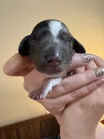 Bullseye, a female Miniature Dachshund for sale in Hackettstown, NJ – 2 of 2