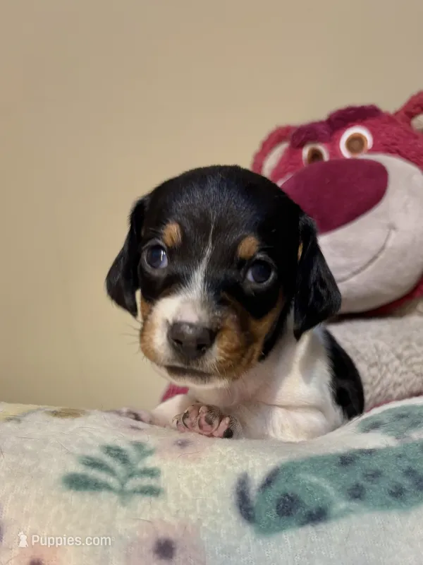 Jessie – Miniature Dachshund puppy for sale in Hackettstown, NJ