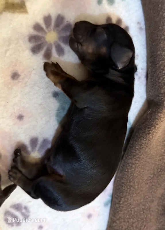 Lotso – Miniature Dachshund puppy for sale in Hackettstown, NJ