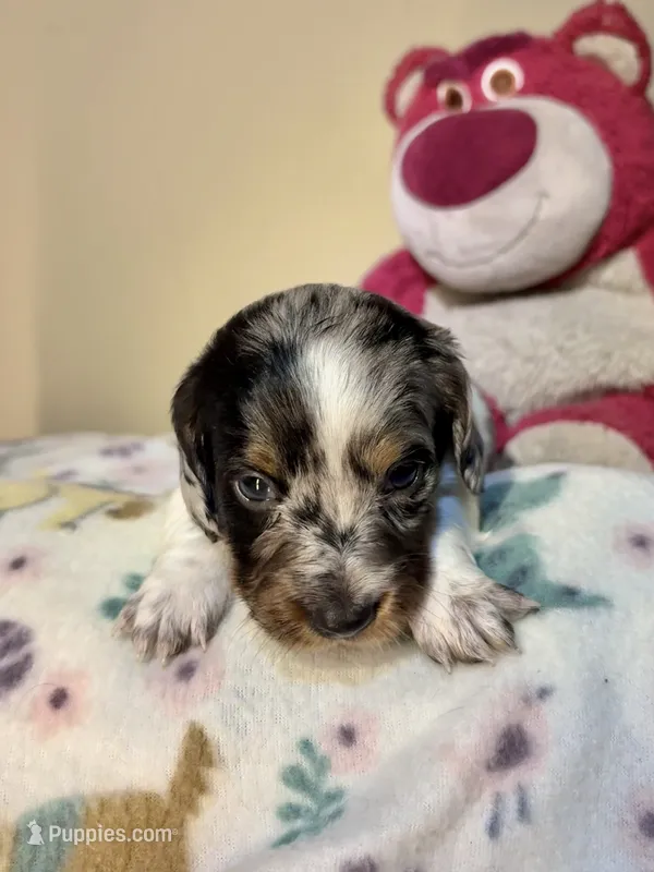 Bo Peep – Miniature Dachshund puppy on hold in Hackettstown, NJ