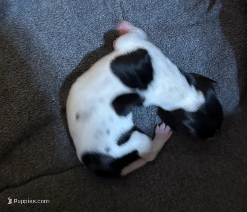 Jessie – Miniature Dachshund puppy for sale in Hackettstown, NJ