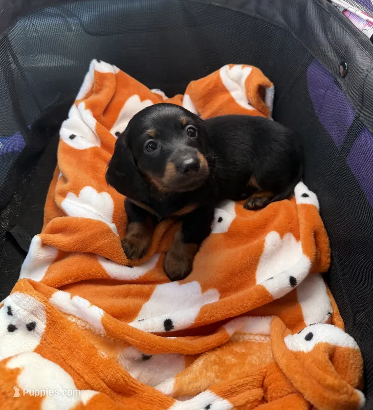 Lotso – Miniature Dachshund puppy for sale in Hackettstown, NJ