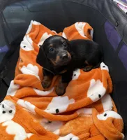 Lotso, a male Miniature Dachshund for sale in Hackettstown, NJ – 1 of 5