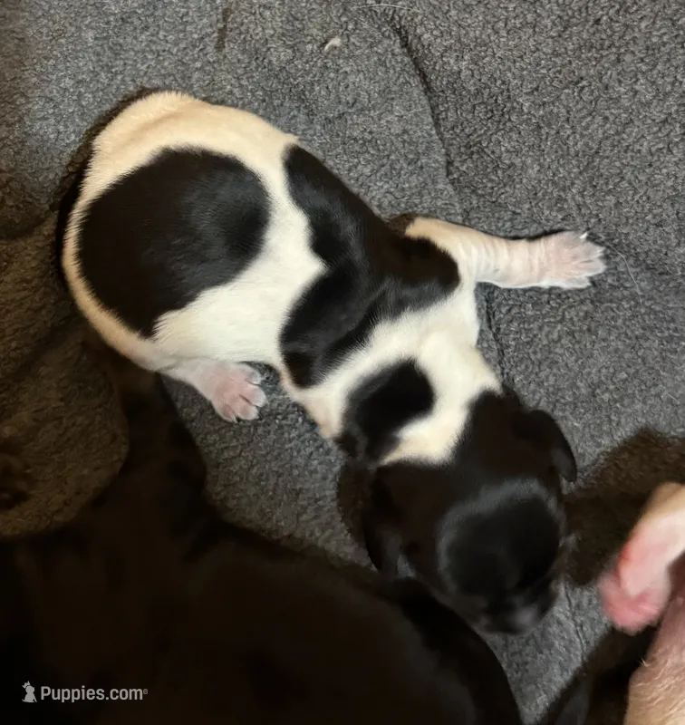 Bullseye – Miniature Dachshund puppy for sale in Hackettstown, NJ