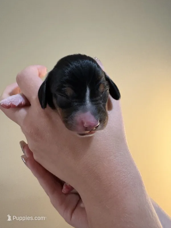 Bo Peep – Miniature Dachshund puppy for sale in Hackettstown, NJ