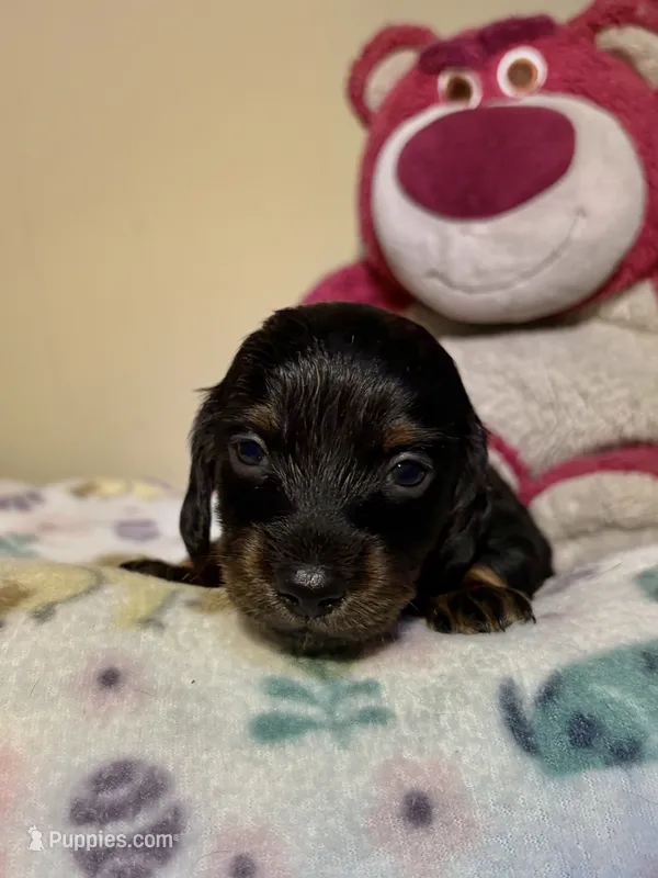 Lotso – Miniature Dachshund puppy for sale in Hackettstown, NJ
