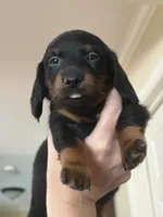 Lotso, a male Miniature Dachshund for sale in Hackettstown, NJ – 2 of 5