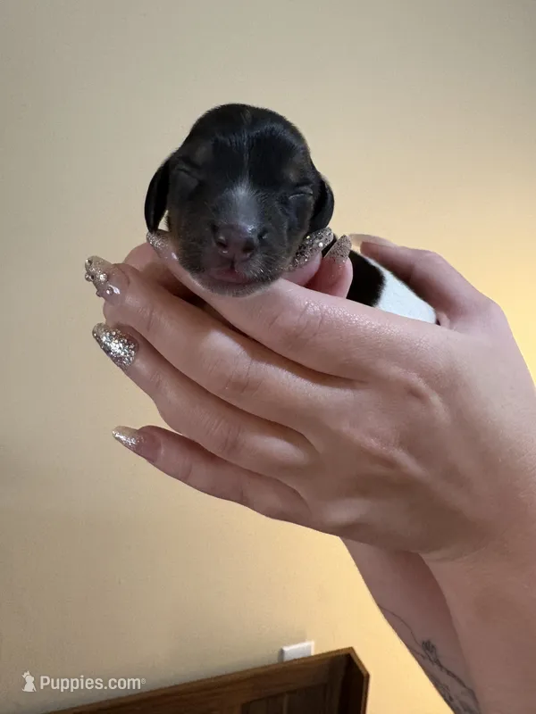 Jessie – Miniature Dachshund puppy for sale in Hackettstown, NJ