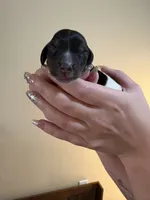 Jessie, a female Miniature Dachshund for sale in Hackettstown, NJ – 1 of 2