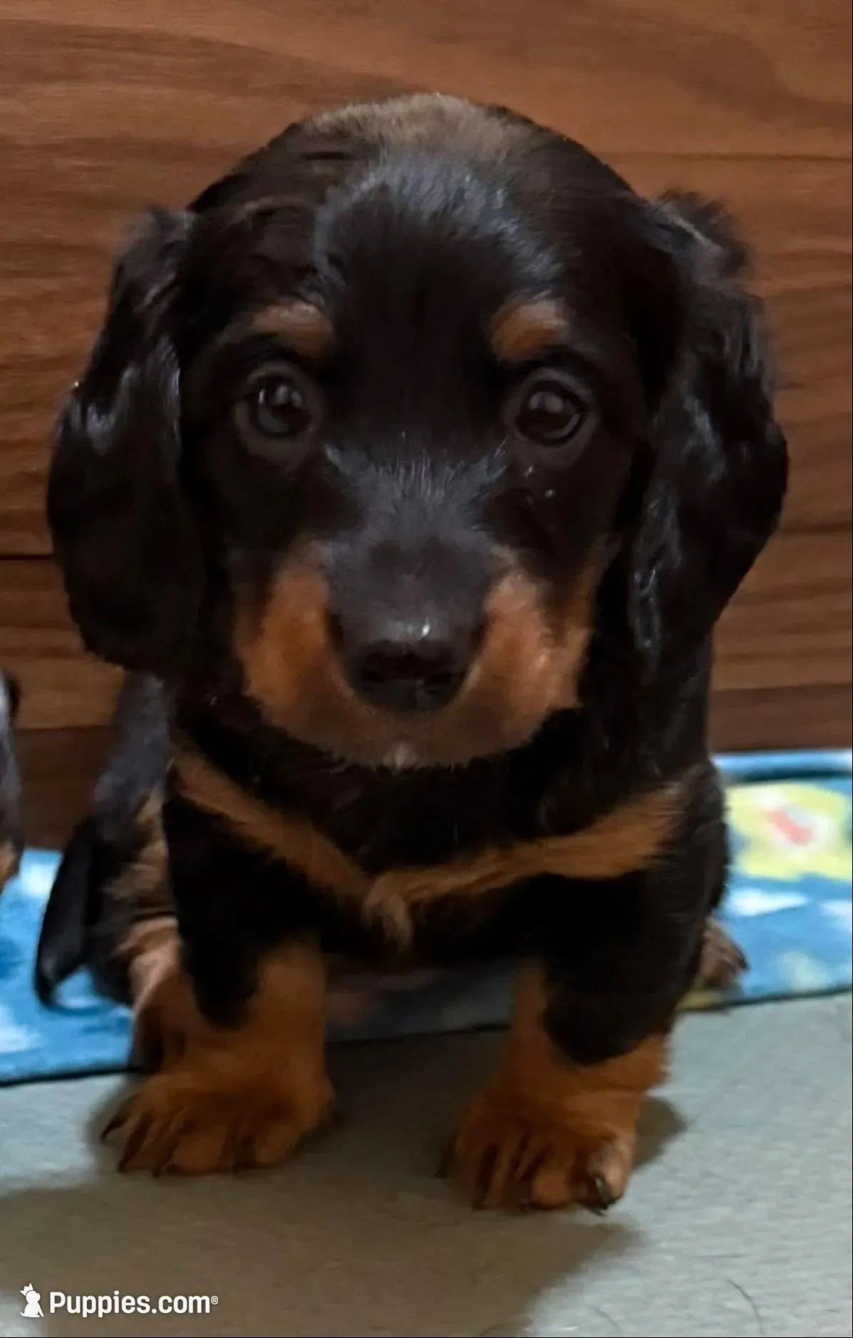Pretty girl – Miniature Dachshund puppy for sale in Hackettstown, NJ