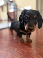 Pretty girl, a female Miniature Dachshund for sale in Hackettstown, NJ – Photo 3 of 4