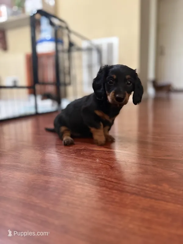 Pretty girl – Miniature Dachshund puppy for sale in Hackettstown, NJ