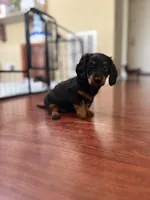 Pretty girl, a female Miniature Dachshund for sale in Hackettstown, NJ – Photo 1 of 4