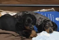 Pretty girl, a female Miniature Dachshund for sale in Hackettstown, NJ – Photo 4 of 4