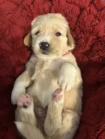 Pinky, a female Great Pyrenees and Golden Retriever for sale in Sherman, TX – Photo 1 of 4