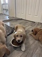 Pinky, a female Great Pyrenees and Golden Retriever for sale in Sherman, TX – Photo 4 of 4