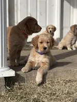Sassy, a female Great Pyrenees and Golden Retriever for sale in Sherman, TX – Photo 4 of 4