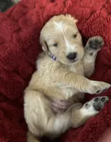 Sassy, a female Great Pyrenees and Golden Retriever for sale in Sherman, TX – Photo 2 of 4