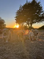 Sassy, a female Great Pyrenees and Golden Retriever for sale in Sherman, TX – Photo 3 of 4