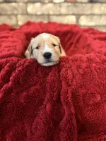 Sassy, a female Great Pyrenees and Golden Retriever for sale in Sherman, TX – Photo 1 of 4