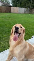 Penny, a female English Cream Golden Retriever for sale in Gas City, IN – 2 of 5