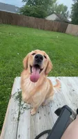 Penny, a female English Cream Golden Retriever for sale in Gas City, IN – 3 of 5