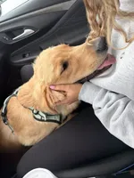 Penny, a female English Cream Golden Retriever for sale in Gas City, IN – 5 of 5